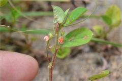 Indigofera nummulariifolia